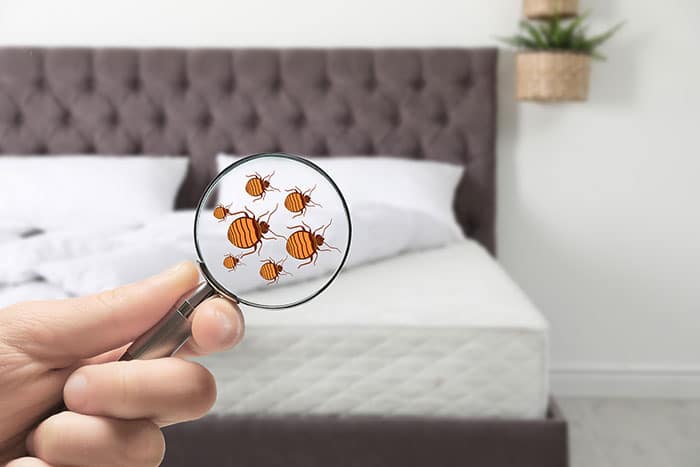 I Have Bed Bugs! Now What?