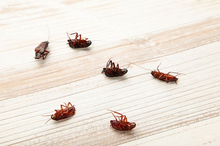 Signs of Cockroach Infestation Sacramento