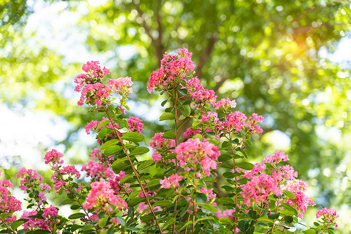 What You Should Know About Crape Myrtle and Lawn Insects