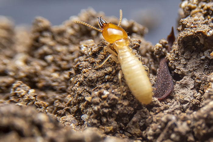 Prevent Termites in the Home With These Three Prevention Tips