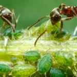 Aphids