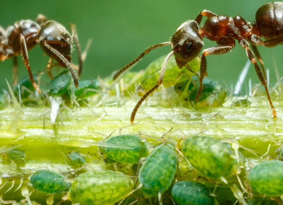 Aphids