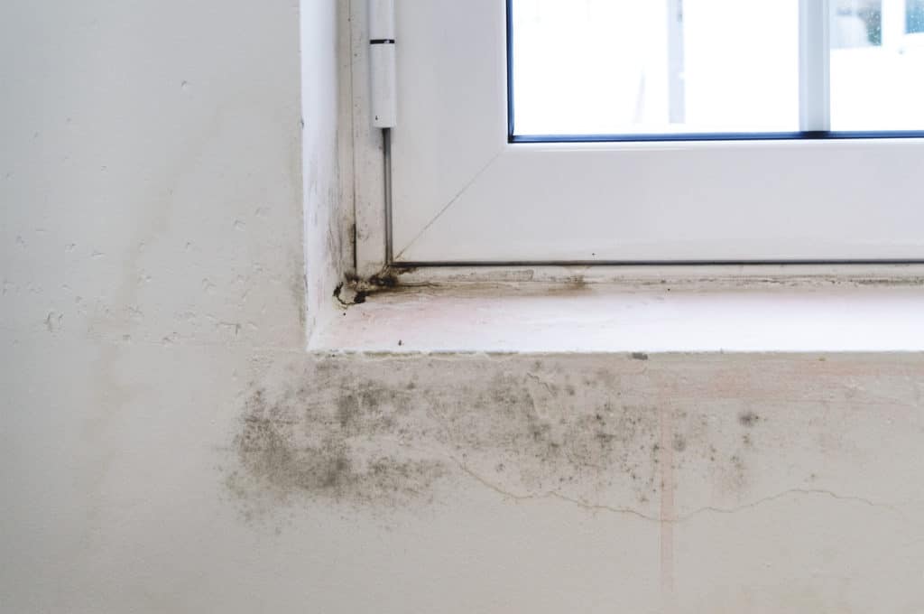 How to Identify & Get Rid of Black Mold