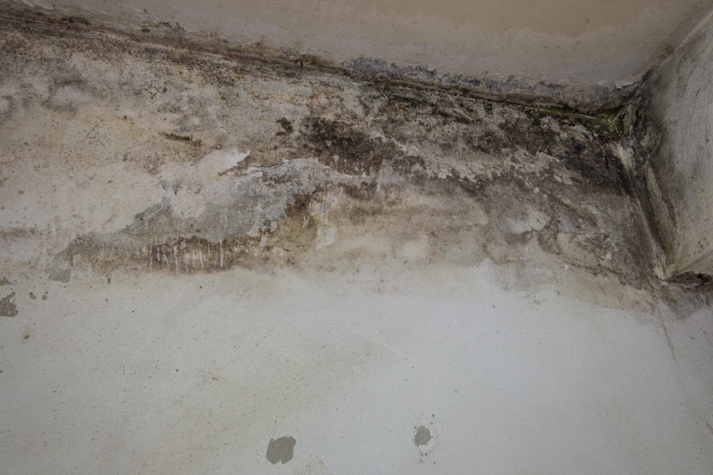 How Do You Detect And Prevent Household Mold?