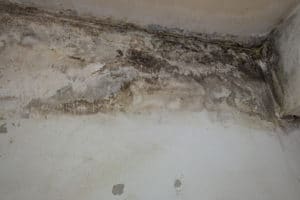 Mold damage