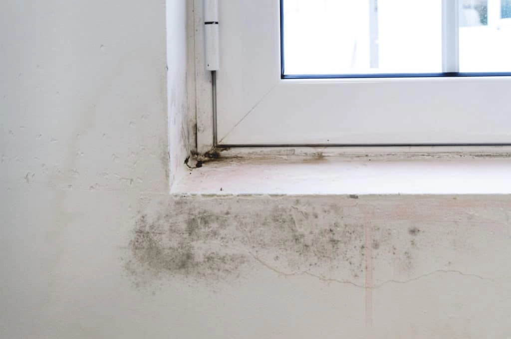 How to Find & Fix Hidden Black Mold in Your Home