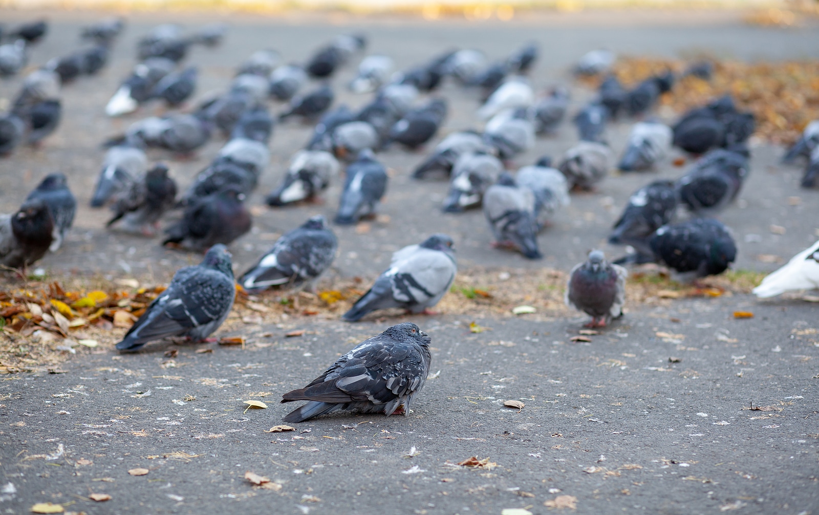 How To Remove Problem Birds From Homes and Businesses