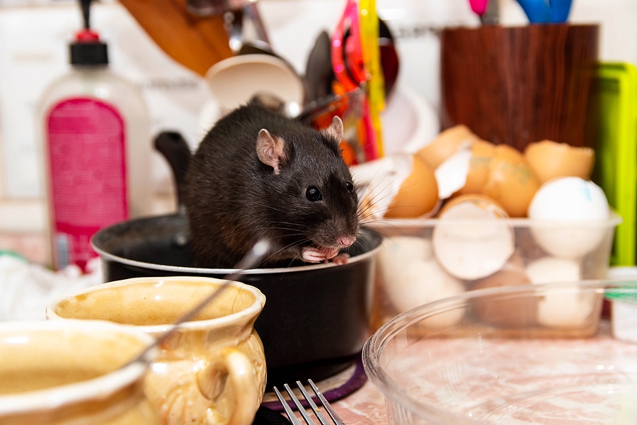 3 Reasons Rodents Are Attracted to Your Home