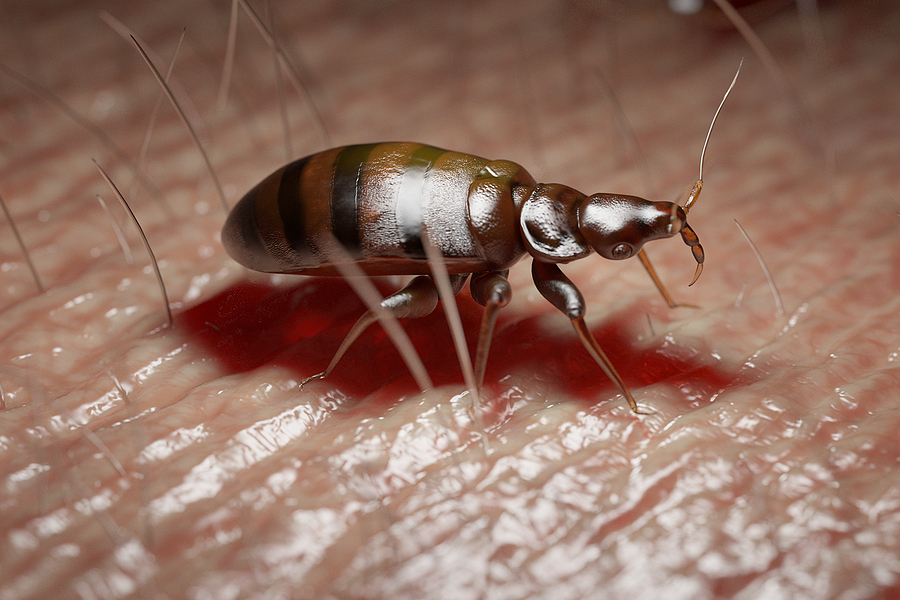 Pest Control Austin Texas Bed Bugs