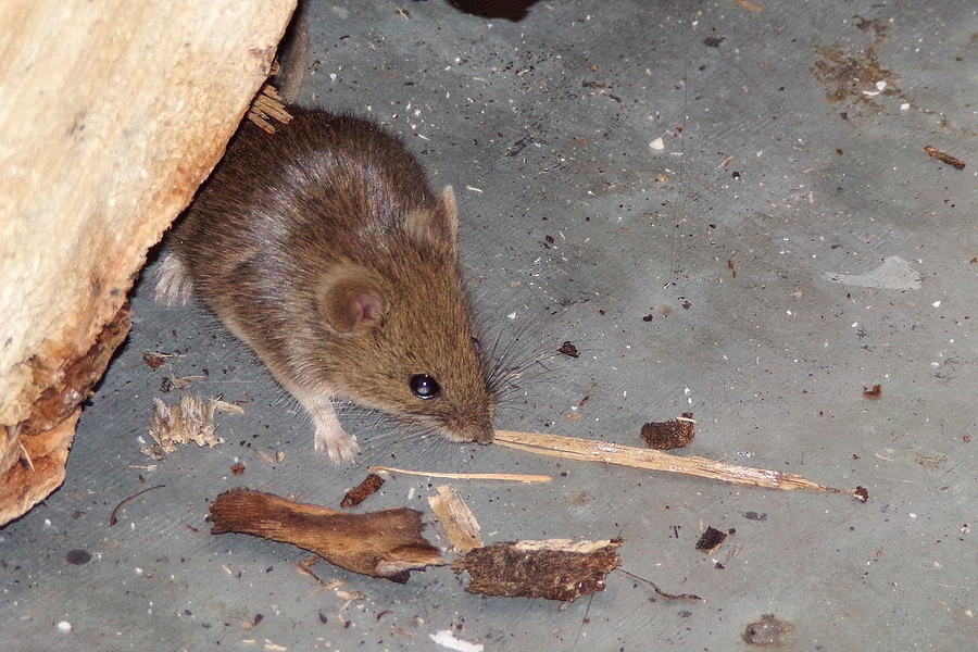 Living With Mice Why Attic Decontamination Is Needed 